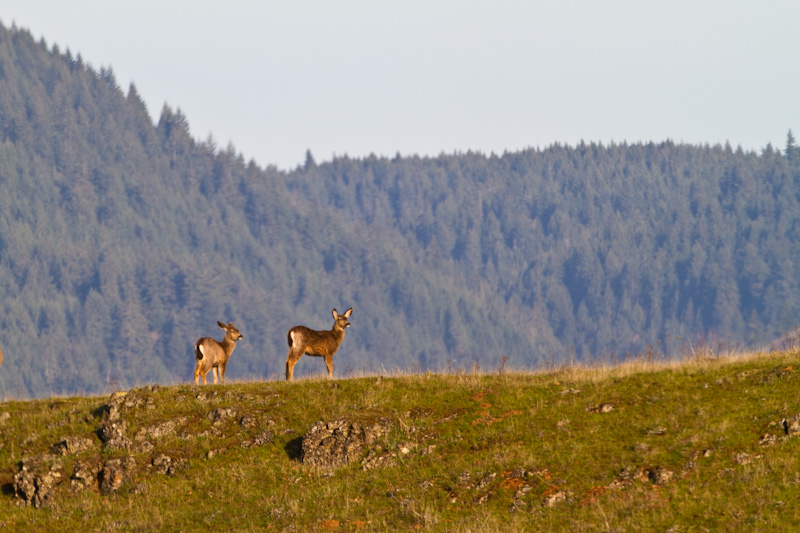 Mule Deer